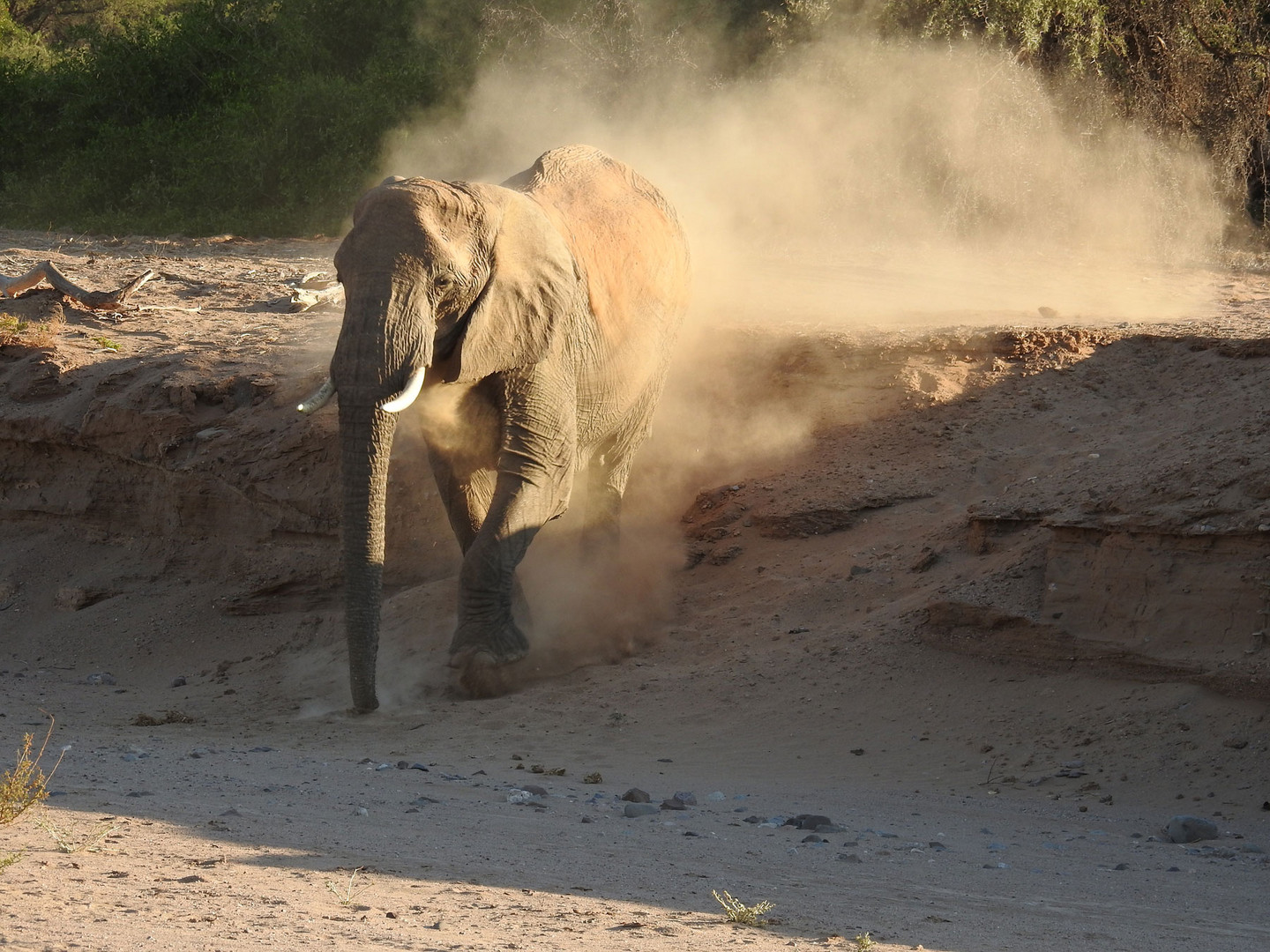 Der Elefant nähert sich sehr schnell.