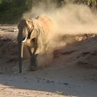 Der Elefant nähert sich sehr schnell.