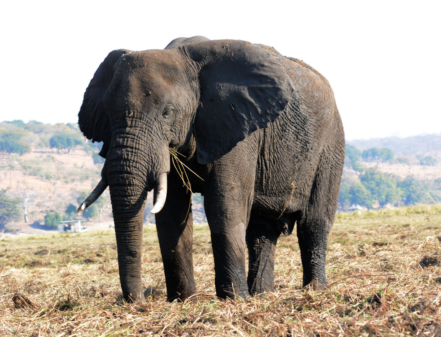 Der Elefant steht mitten in seinem Futter