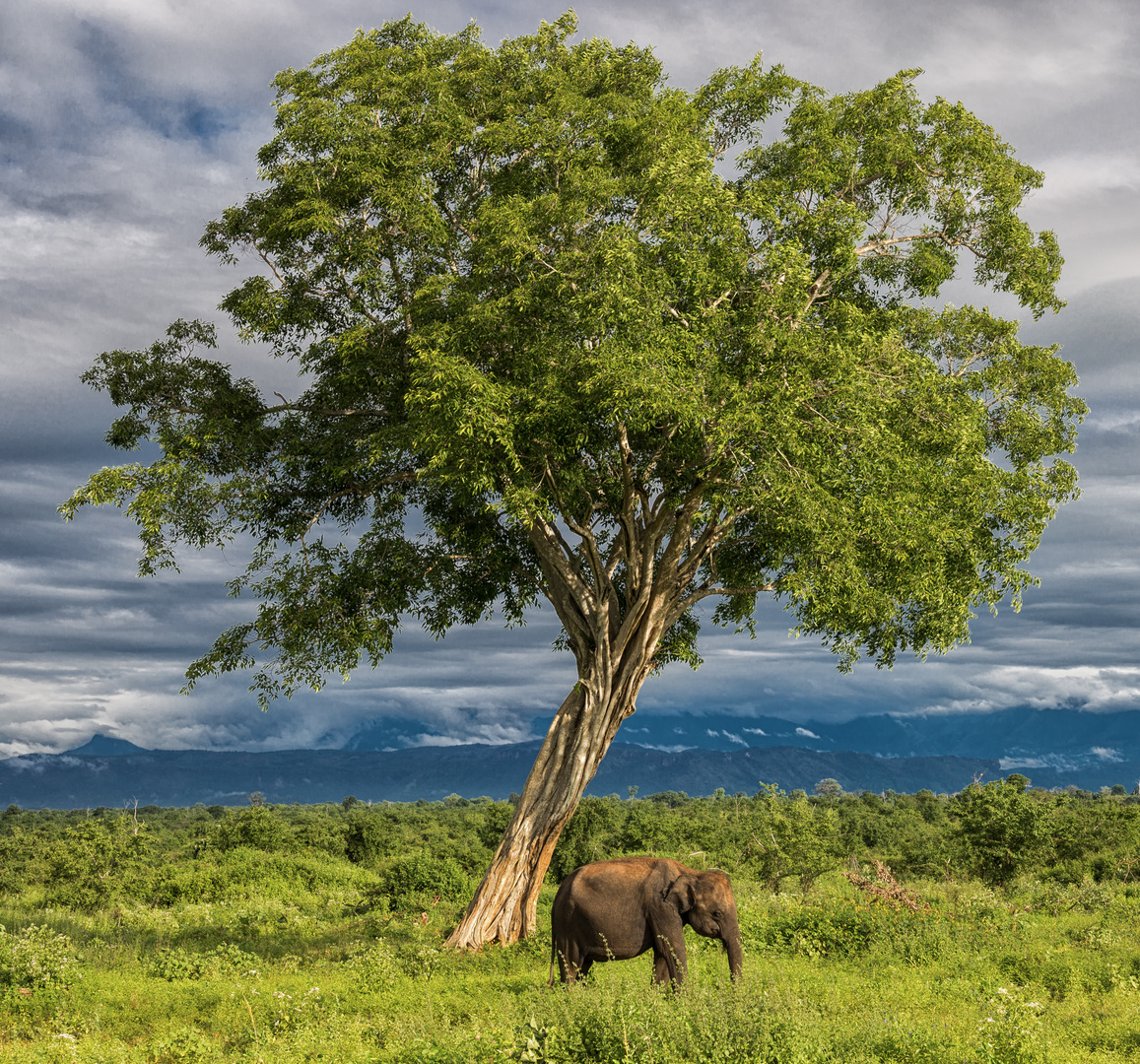 Der Elefant und sein Beschützer.