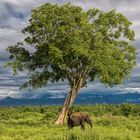 Der Elefant und sein Beschützer.