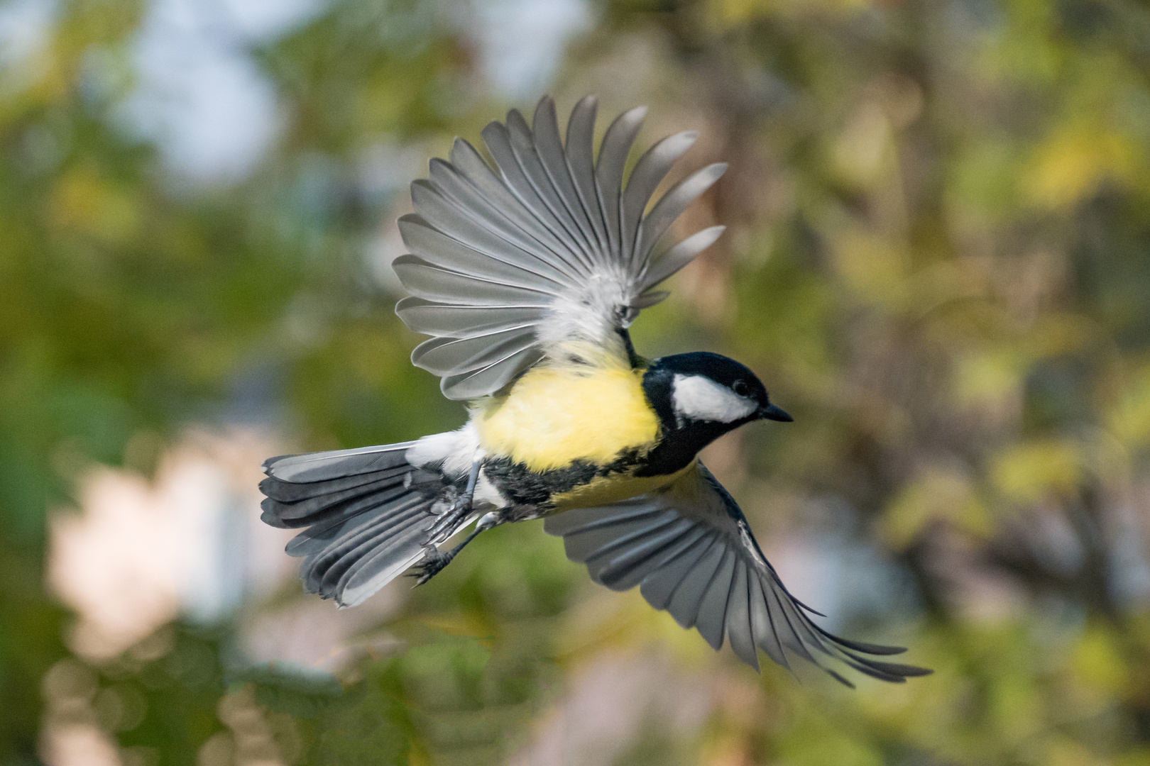 Der Elegante. Foto & Bild natur, tiere, vögel Bilder auf