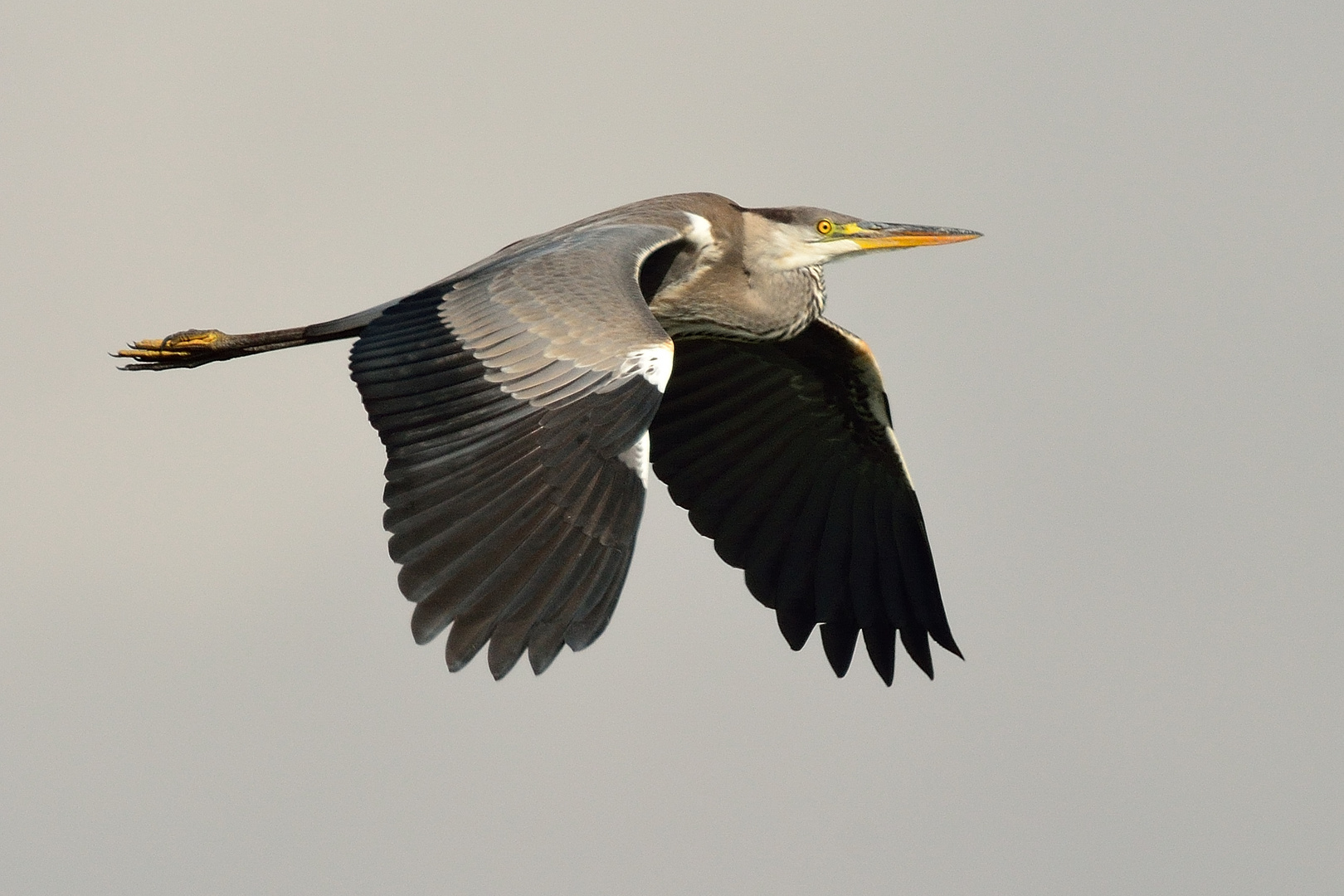 der elegante Flug des Graureihers