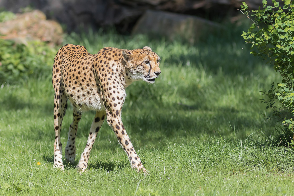 Der elegante Gepard