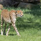 Der elegante Gepard