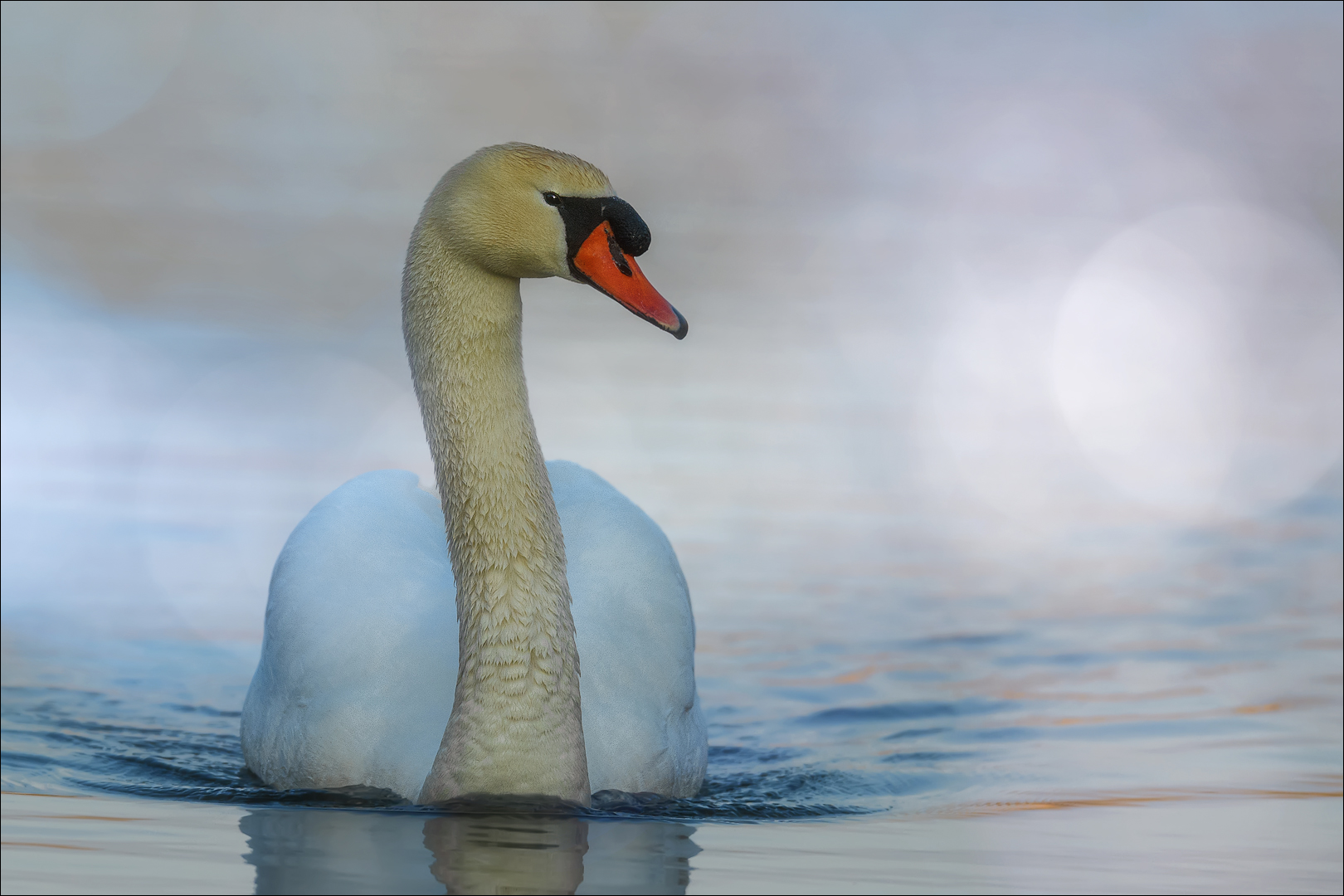 Der elegante Höckerschwan