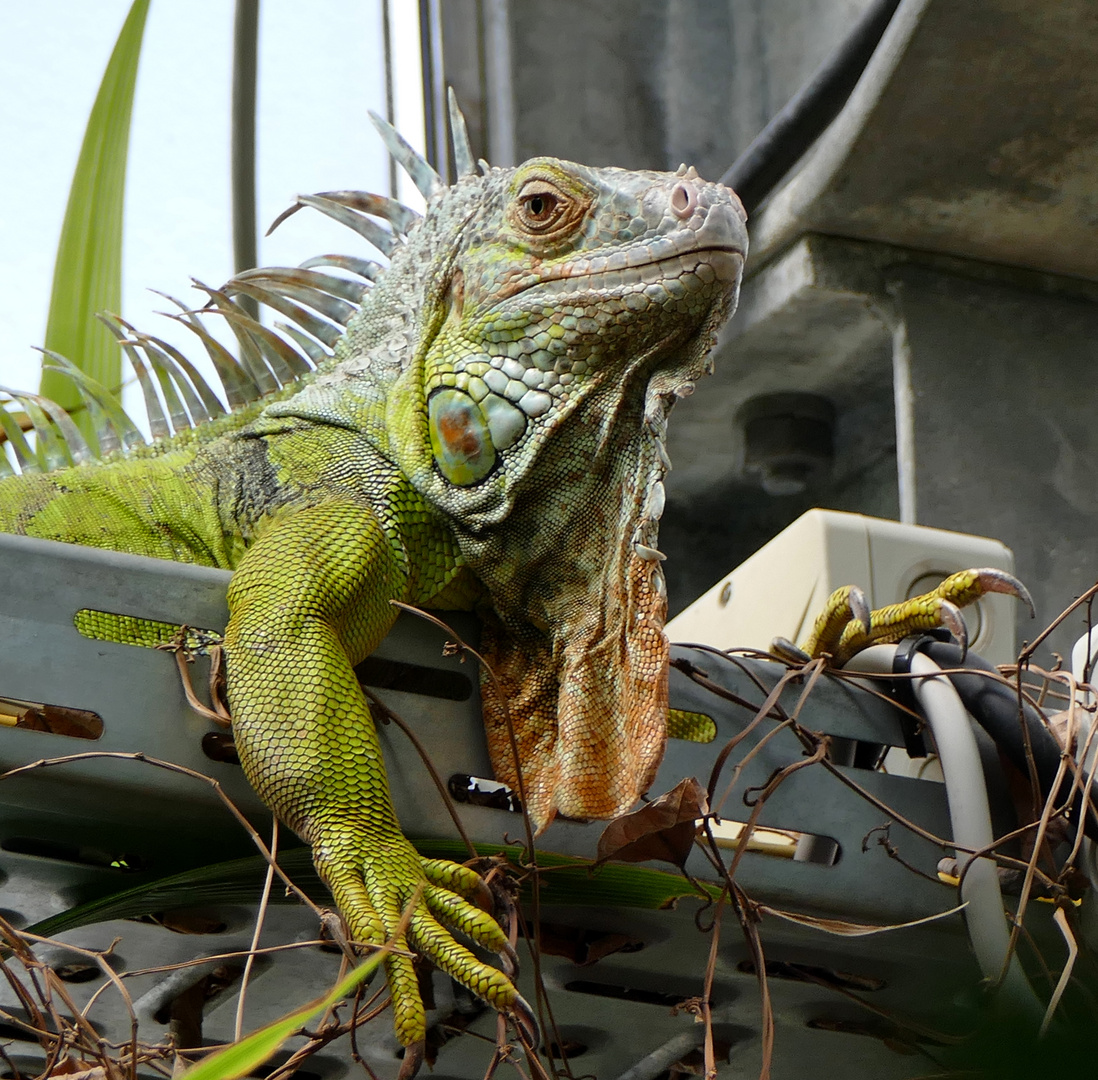 "Der Elektriker" im botanischen Garten Bonn