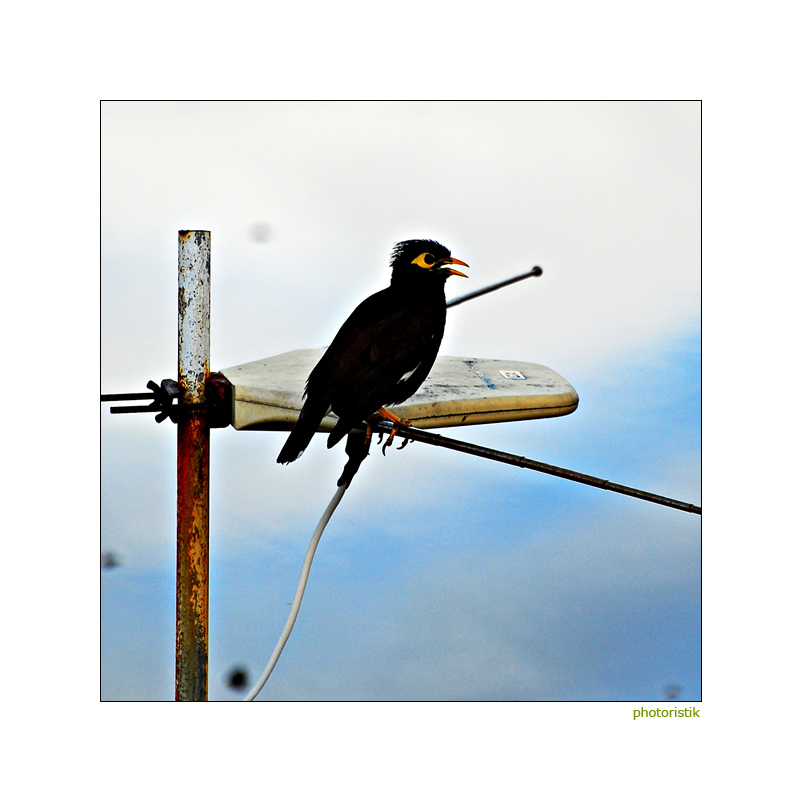 Der elektrische Vogel...