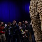Der Elephant und die Photographen