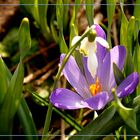 Der Elfen-Krokus und das Schneeglöckchen