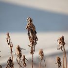 Der Elfenkönig mit Gefolge