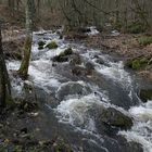 Der Elsbach: Zu warm zur Eisbildung