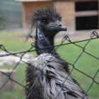 Der Emu