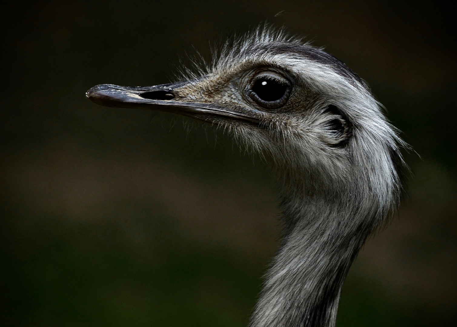 Der Emu...