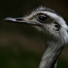 Der Emu...