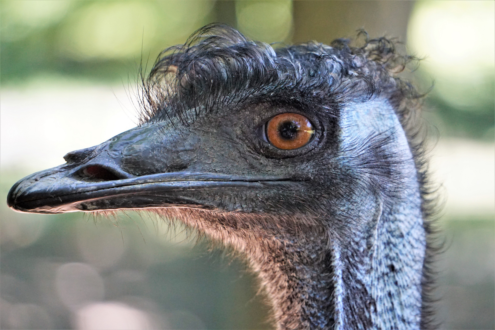 der Emu