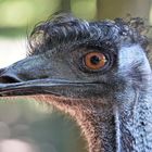 der Emu