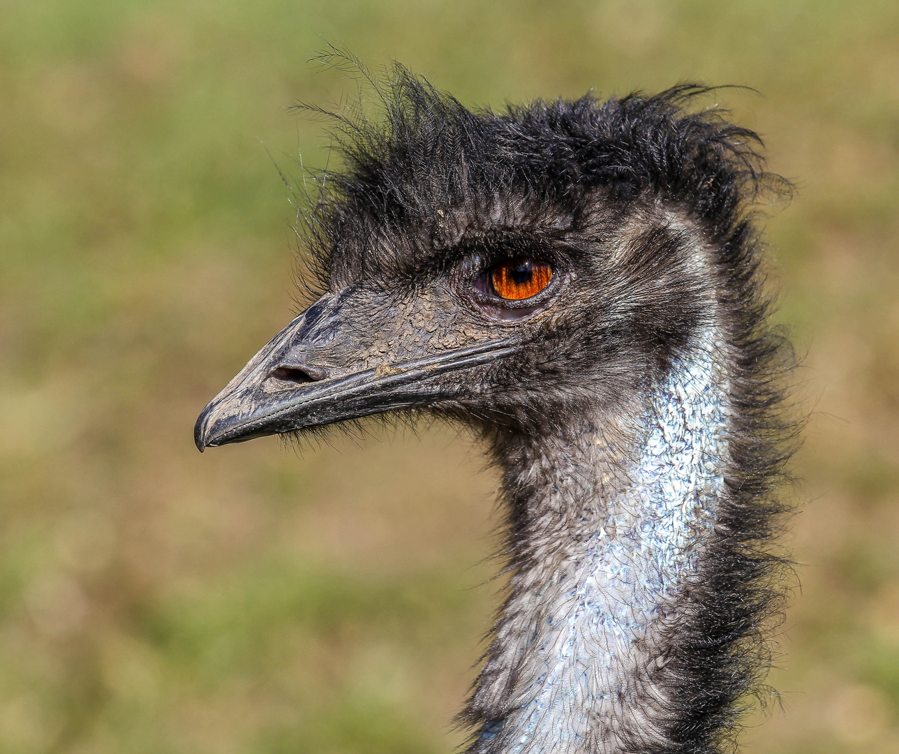 Der Emu / gesehen und fotografiert im Aachener Tierpark