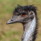 Der Emu / gesehen und fotografiert im Aachener Tierpark