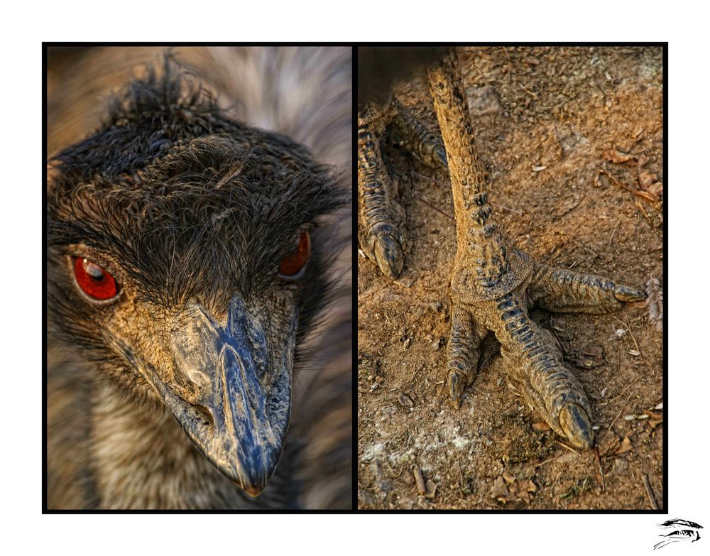 Der Emu und sein Fuß