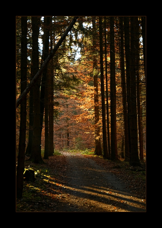 der endlose Herbst