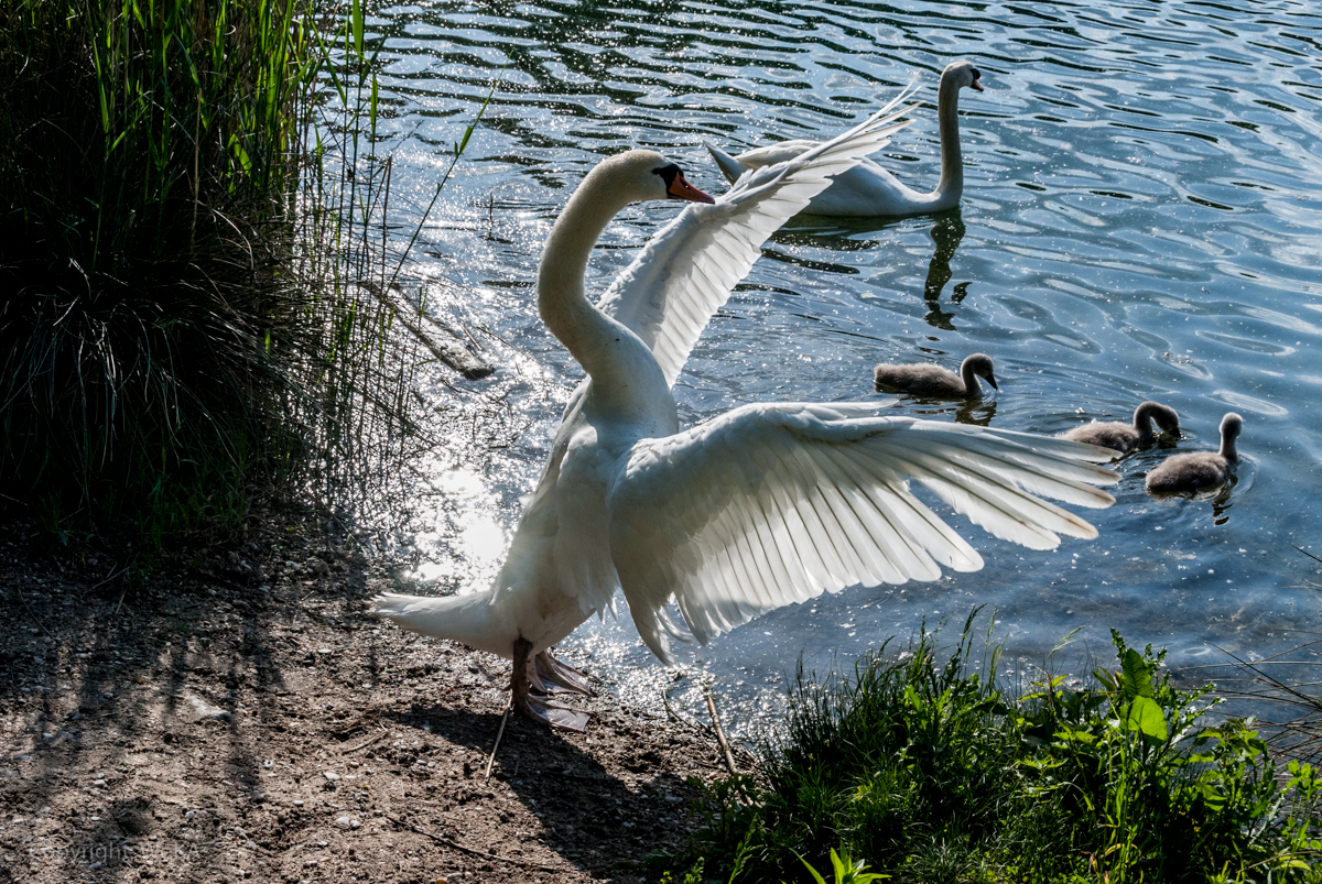 Der Engel der Vögel...