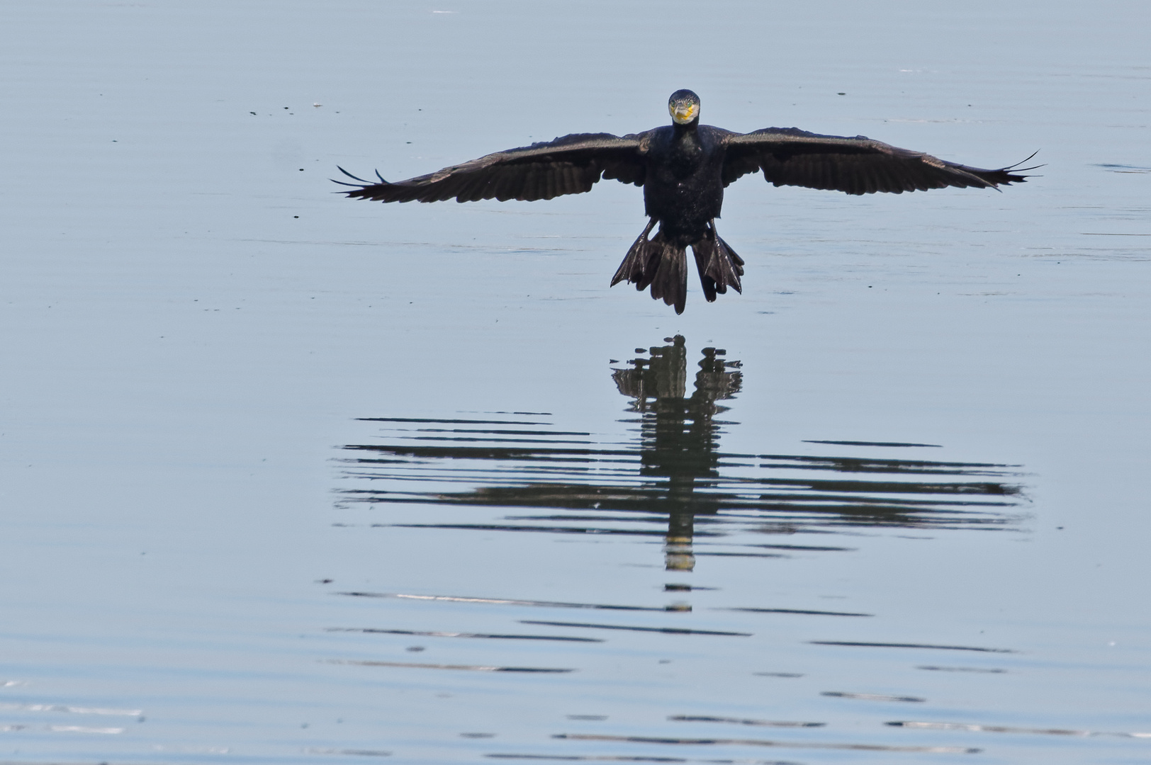 Der Engel des Todes