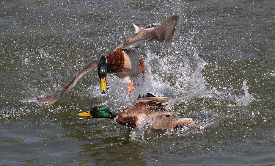 Der Enten Tanz