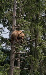 Der Entspann-Bär...