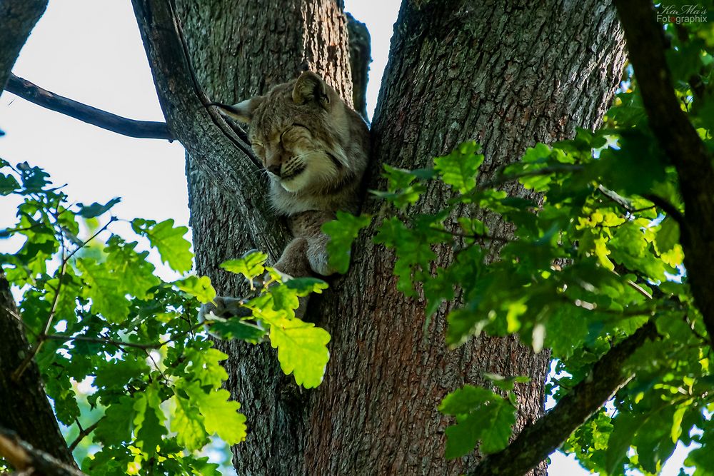 Der entspannte Luchs