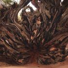 "Der entwurzelte Riese" - Mammutbaum im Sequioa Nat.Park, California