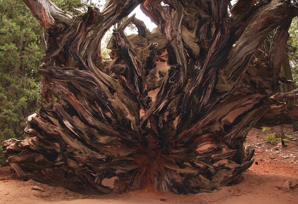 "Der entwurzelte Riese" - Mammutbaum im Sequioa Nat.Park, California