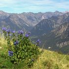 Der Enzian lässt grüssen