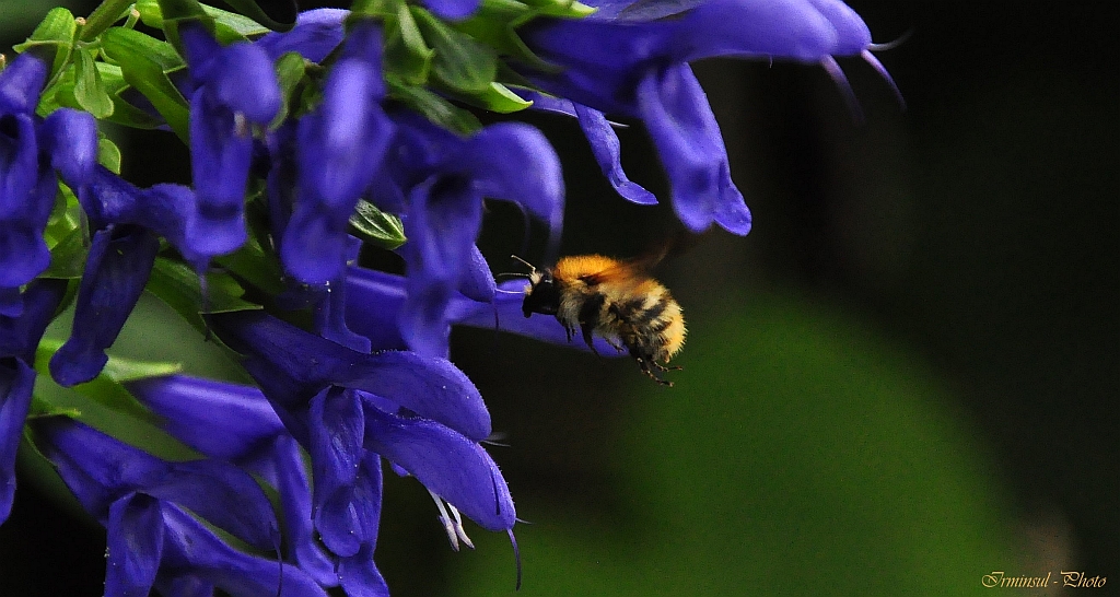 Der Enzianblaue ist jetzt der große Anziehungspunkt der Insekten....