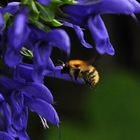 Der Enzianblaue ist jetzt der große Anziehungspunkt der Insekten....