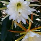 Der Epiphyllum