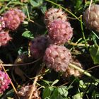 Der Erdbeer- Klee (Trifolium fragiferum)