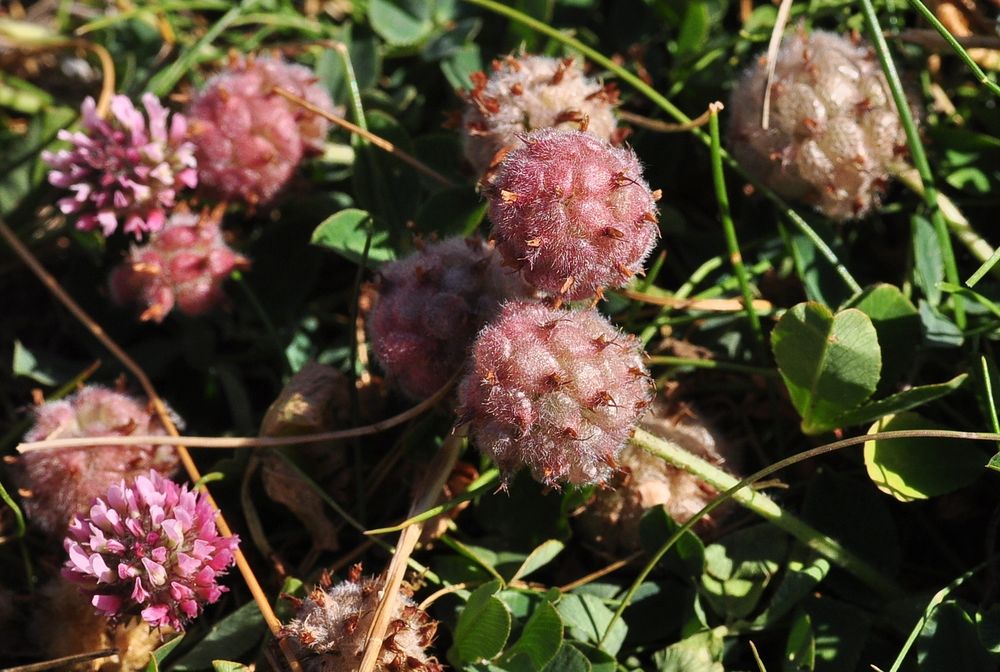 Der Erdbeer- Klee (Trifolium fragiferum)