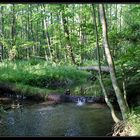 Der erfrischende Bach im Wald