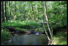 Der erfrischende Bach im Wald