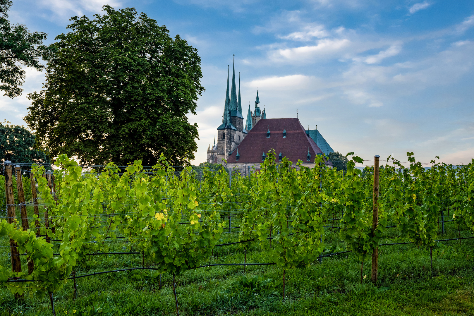 Der Erfurter Weinberg 01