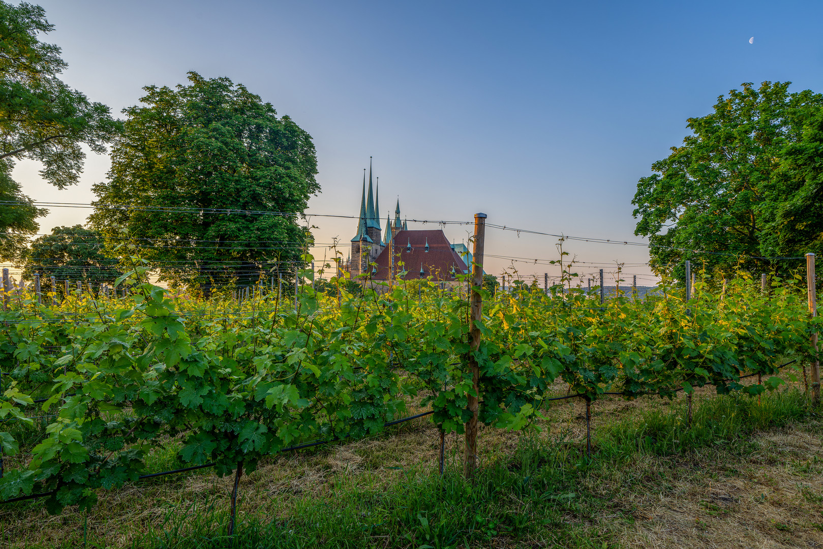 Der Erfurter Weinberg 03