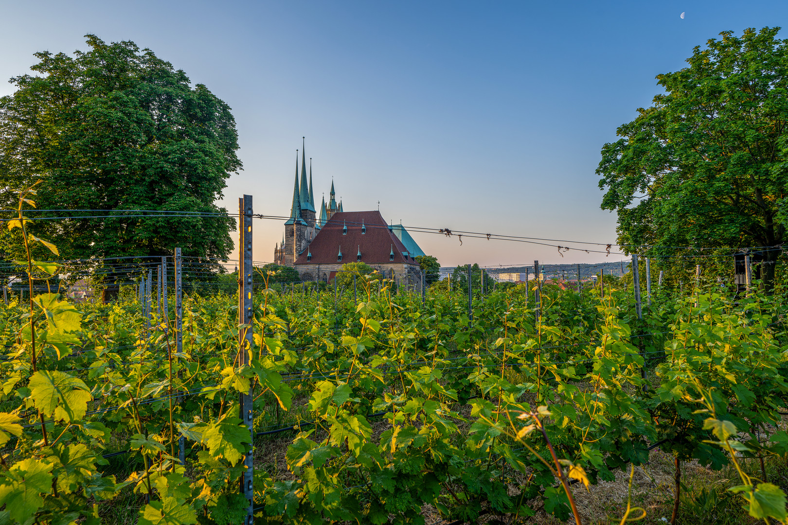 Der Erfurter Weinberg 04