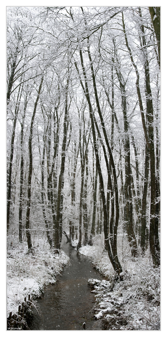 der Erlenwald im Winter