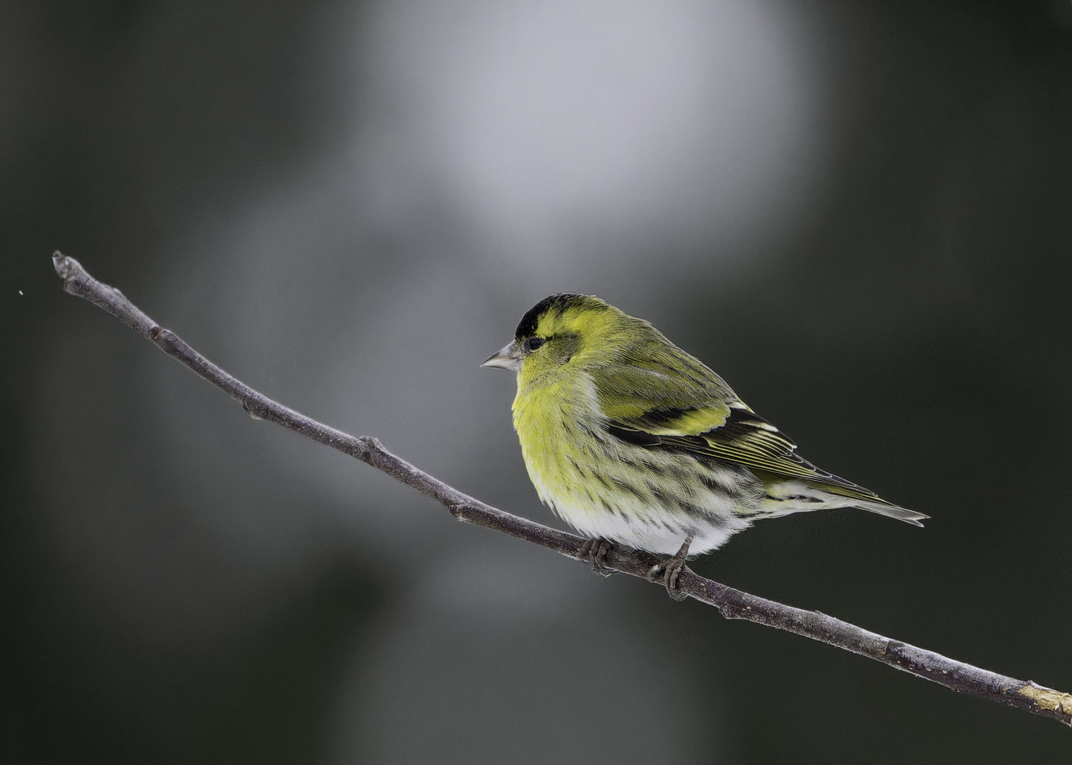 Der Erlenzeisig ist bei uns selten als Wintergast,