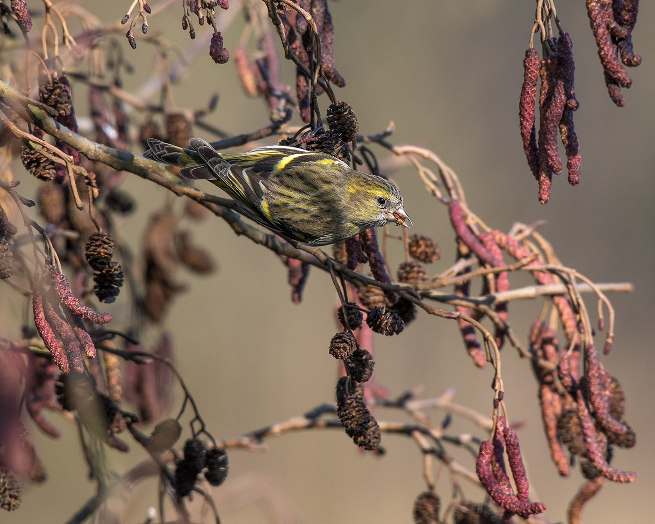 Der Erlenzeisig (Spinus spinus)