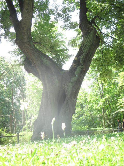 der erleuchtete Alte