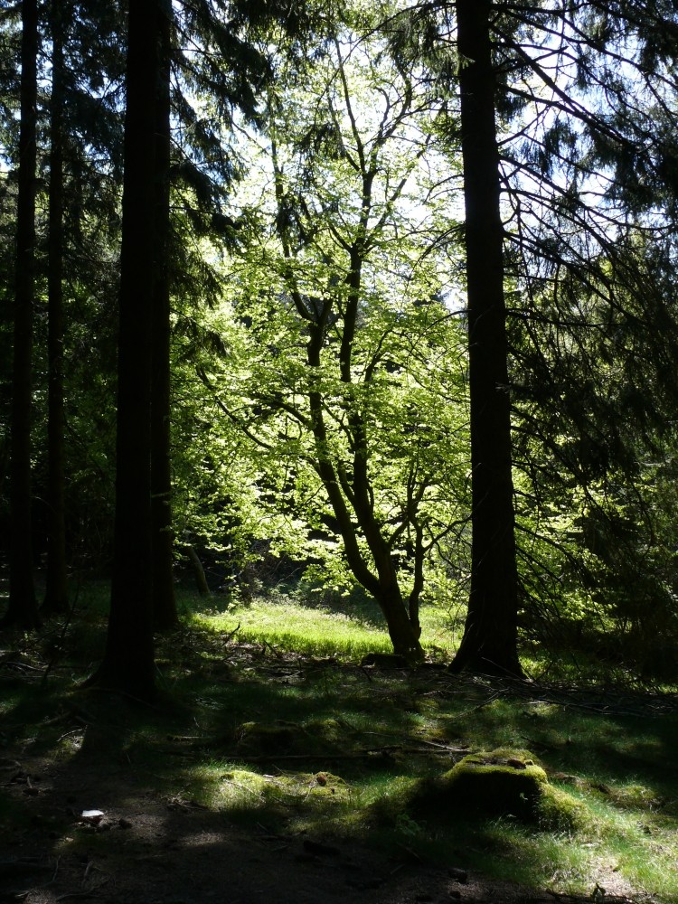 der erleuchtete im finstren Tannenforst ;-)