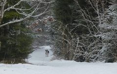 Der Ernst und der Hund, der kein Wolf ist