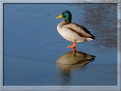 Der Erpel auf dem Eis (Pfäffikersee ZH)